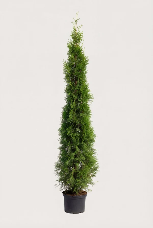 Thuja Smaragd hæk Budget Pakke i potte 220-260cm - Giver øjeblikkelig afskærmning