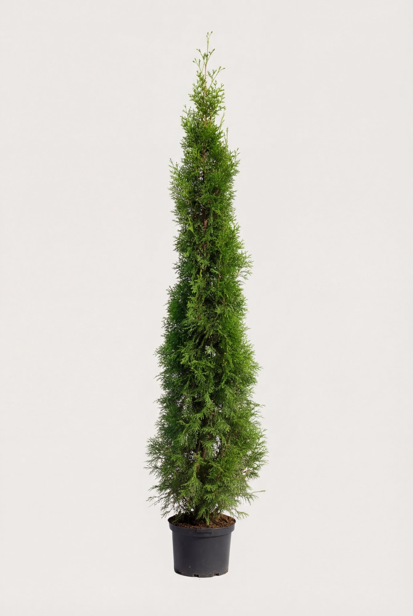 Thuja Smaragd hæk Budget Pakke i potte 220-260cm - Giver øjeblikkelig afskærmning