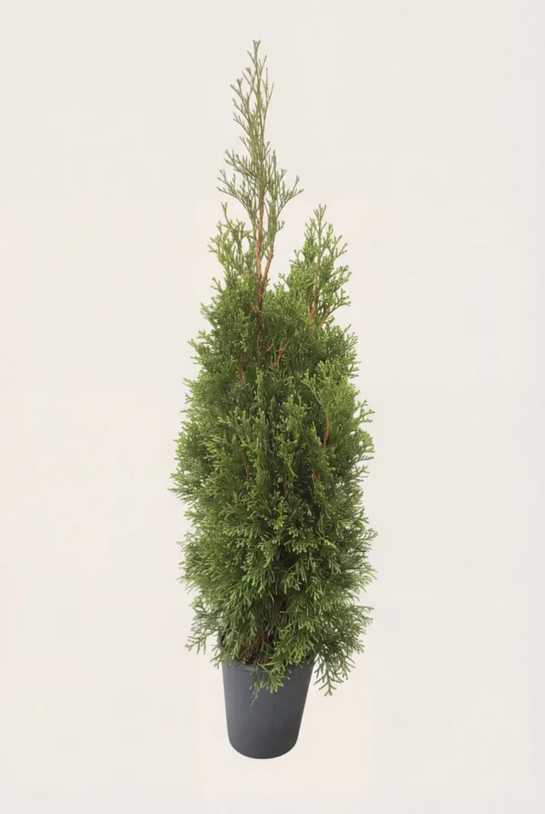 Thuja Smaragd hæk Budget Pakke i potte 60-100cm - Giver øjeblikkelig afskærmning