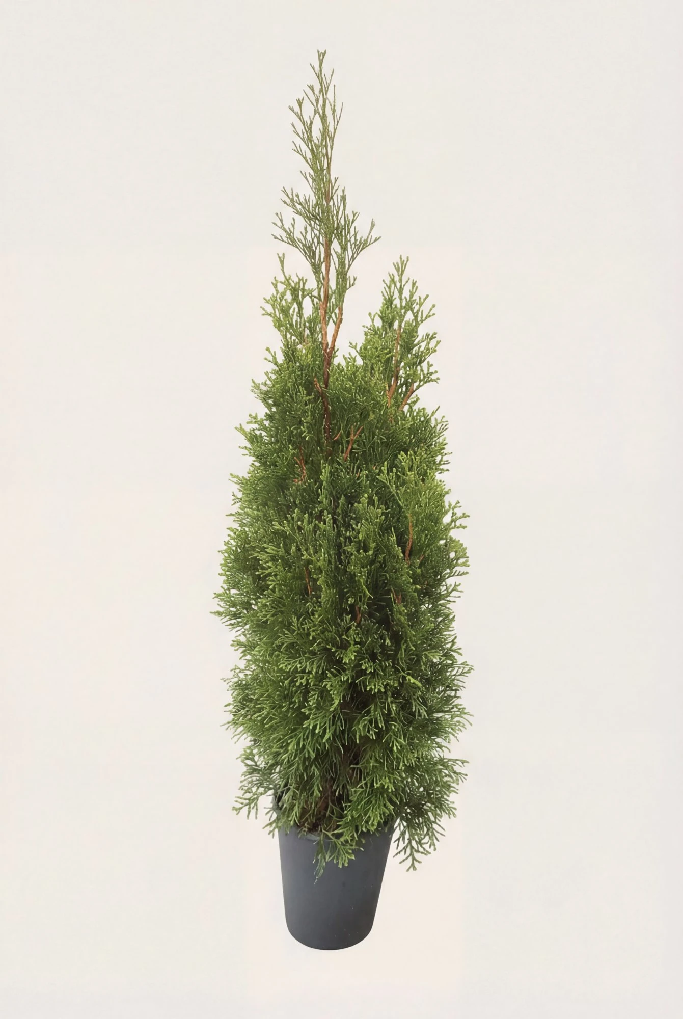 Thuja Smaragd hæk Budget Pakke i potte 60-100cm - Giver øjeblikkelig afskærmning