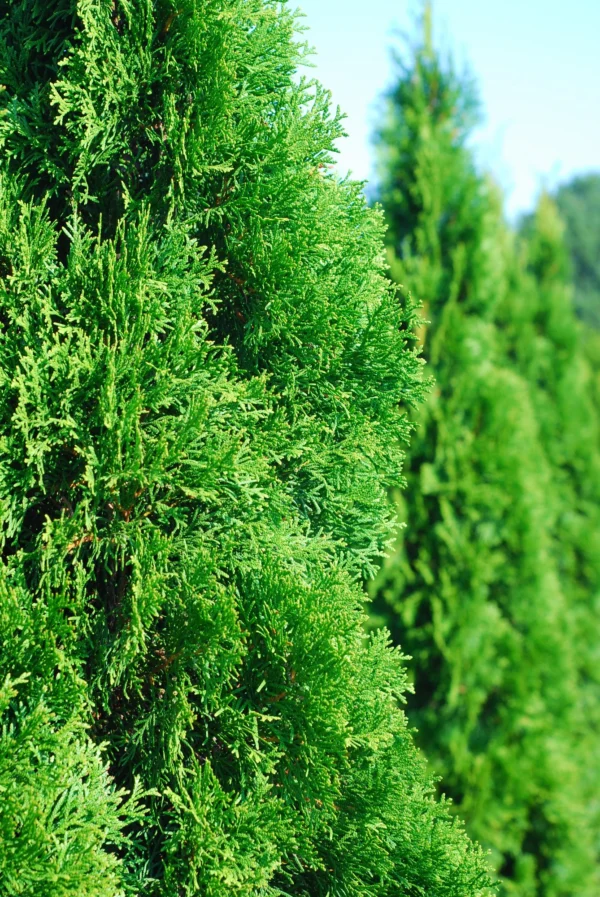 Thuja Smaragd Potte Genius Pakke 220-260cm - Billede 3