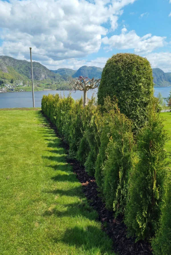 Thuja Smaragd Potte Genius Pakke 100-140cm - Billede 2