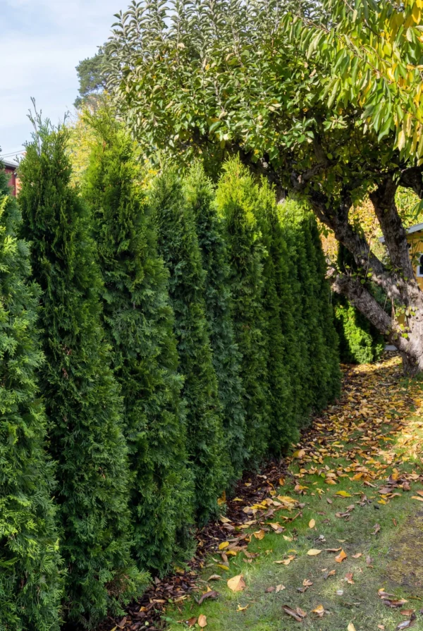 Thuja Smaragd Potte Genius Pakke 180-220cm - Billede 2