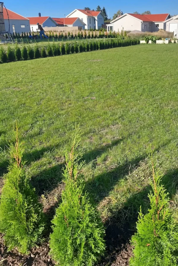 Thuja Smaragd Rodklump Genius Pakke 60-100cm - Billede 2